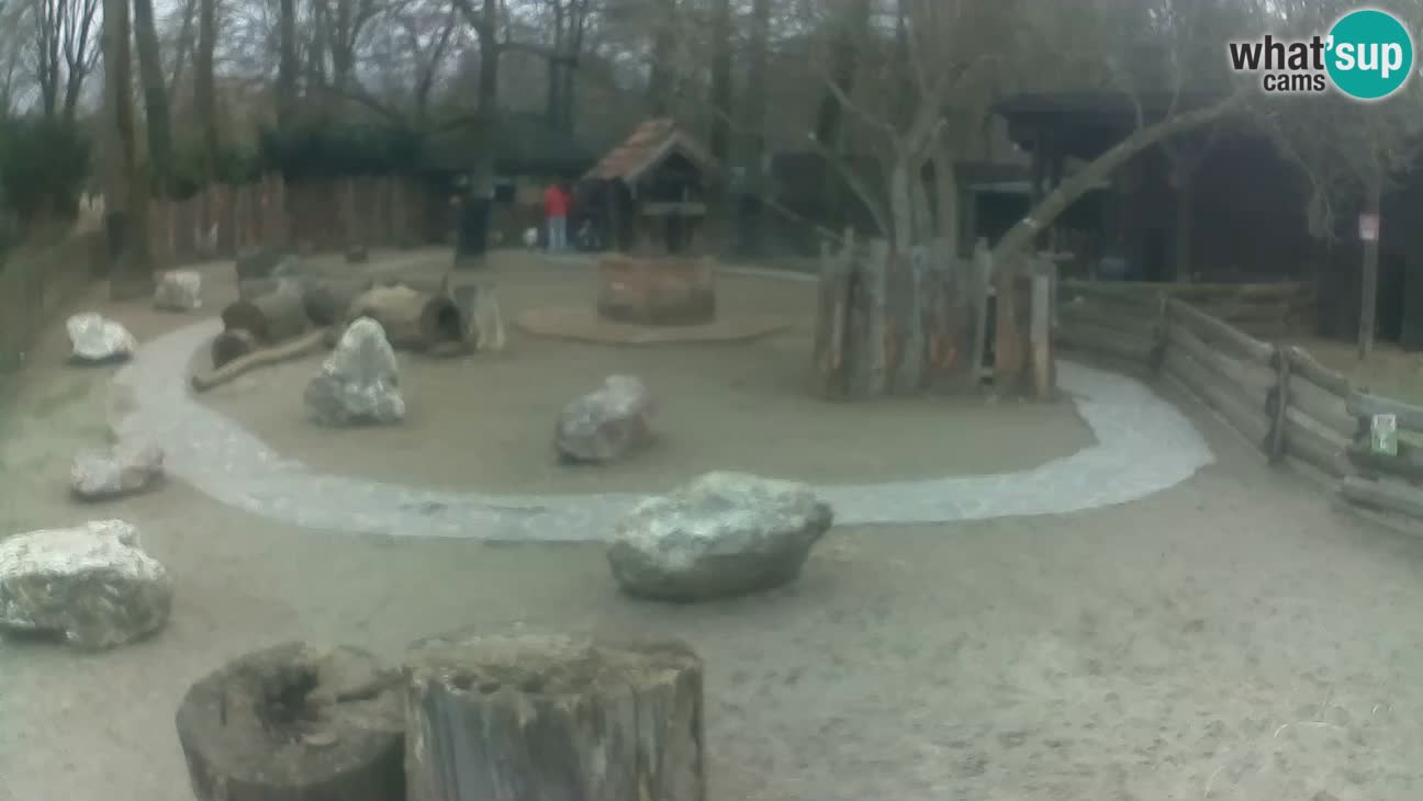 Zoo Zagreb – Haubenkapuziner