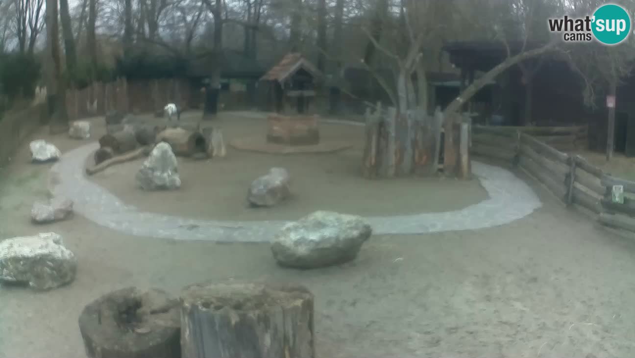 Zoo Zagreb –  Mono maicero