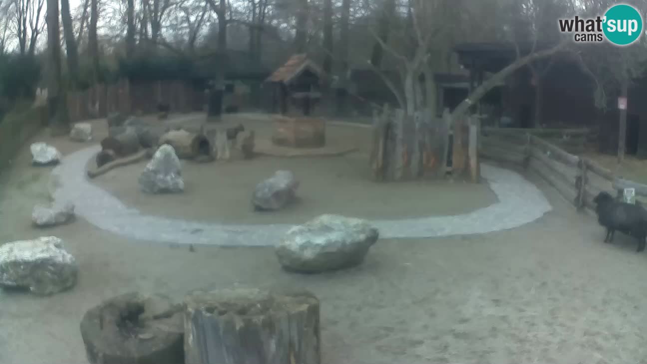 Zoo Zagreb – Haubenkapuziner