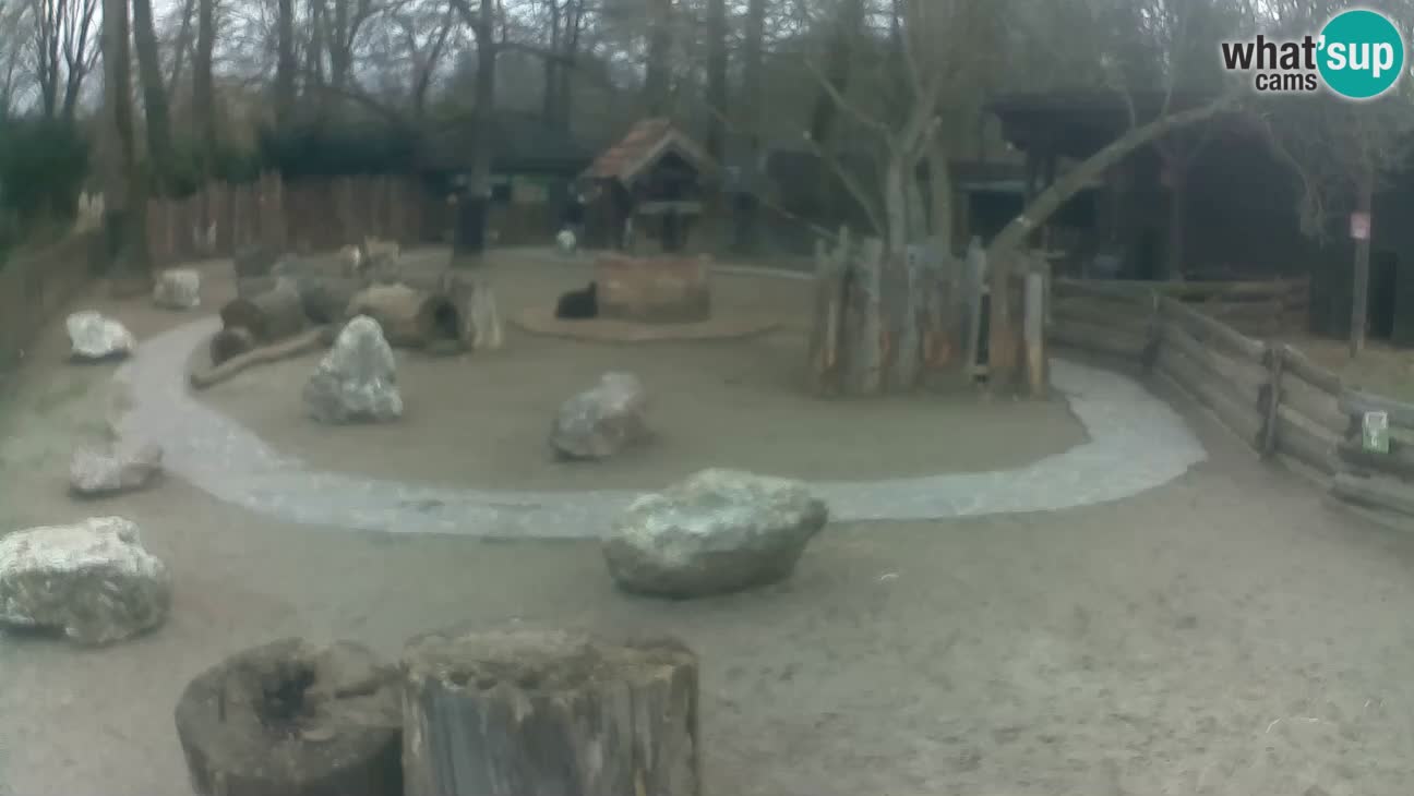 Zoo Zagreb – Cebo dai cornetti