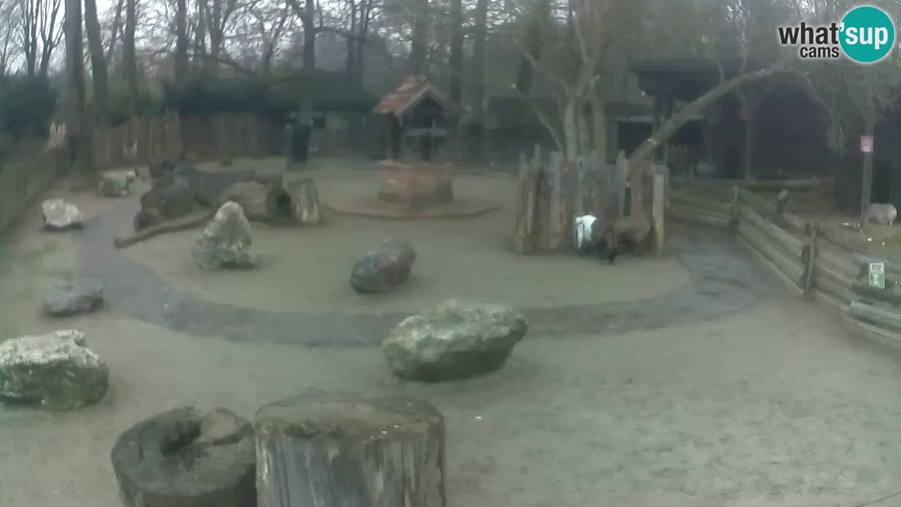 Zoo Zagreb –  Mono maicero