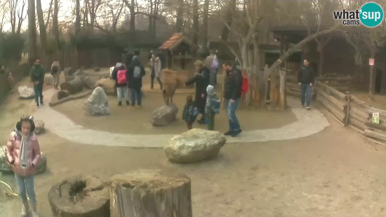 Zoo Zagreb – Haubenkapuziner