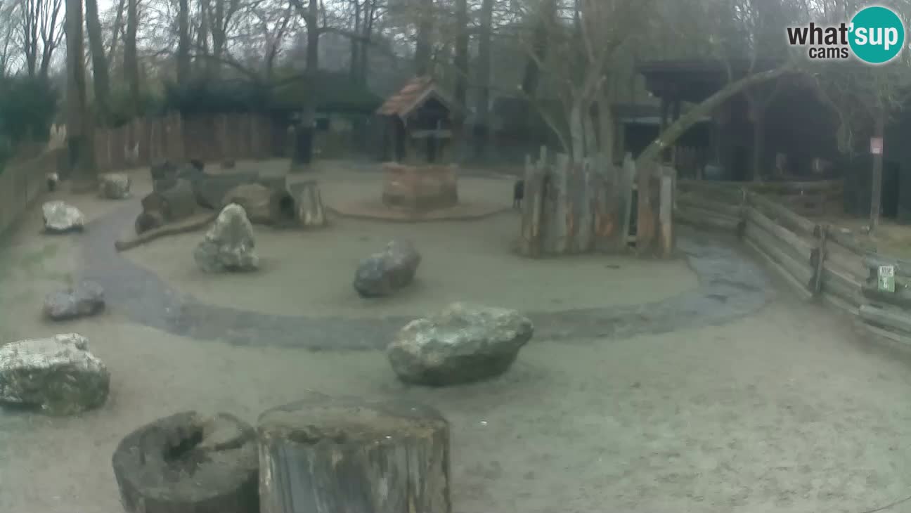 Zoo Zagreb – Rjava kapucinka