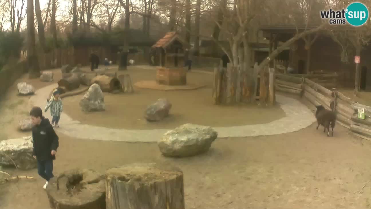 Zoo Zagreb – Haubenkapuziner