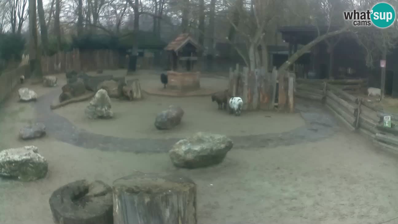 Zoo Zagreb – Haubenkapuziner