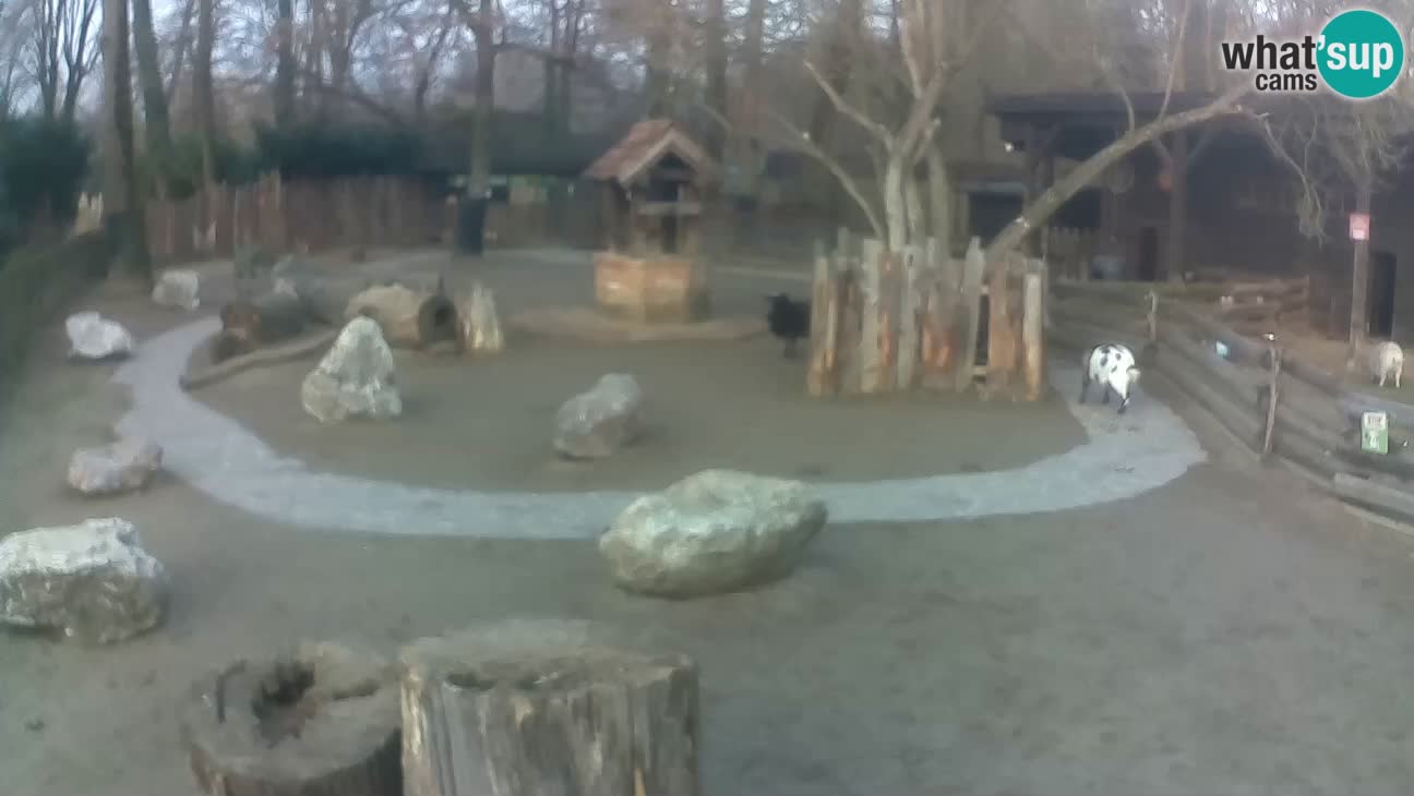 Zoo Zagreb – Haubenkapuziner