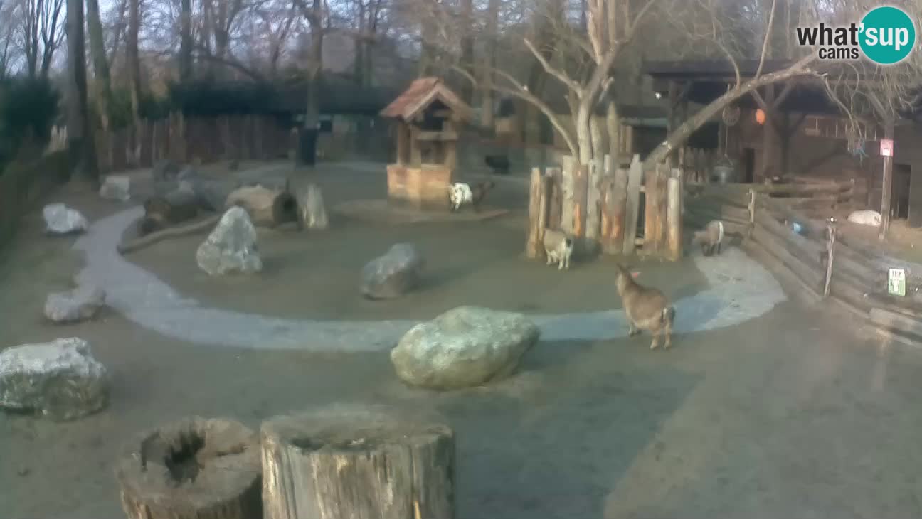 Zoo Zagreb – Cebo dai cornetti