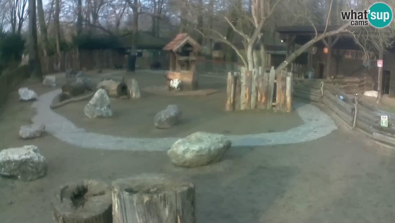 Zoo Zagreb – Cebo dai cornetti