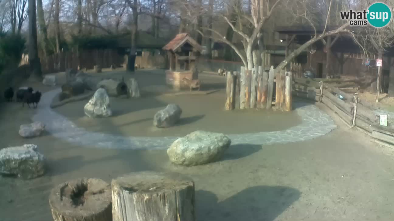 Zoo Zagreb – Cebo dai cornetti