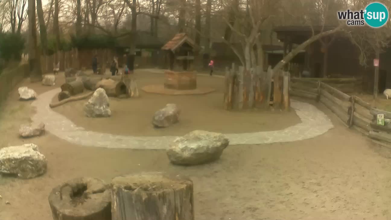 Zoo Zagreb – Rjava kapucinka