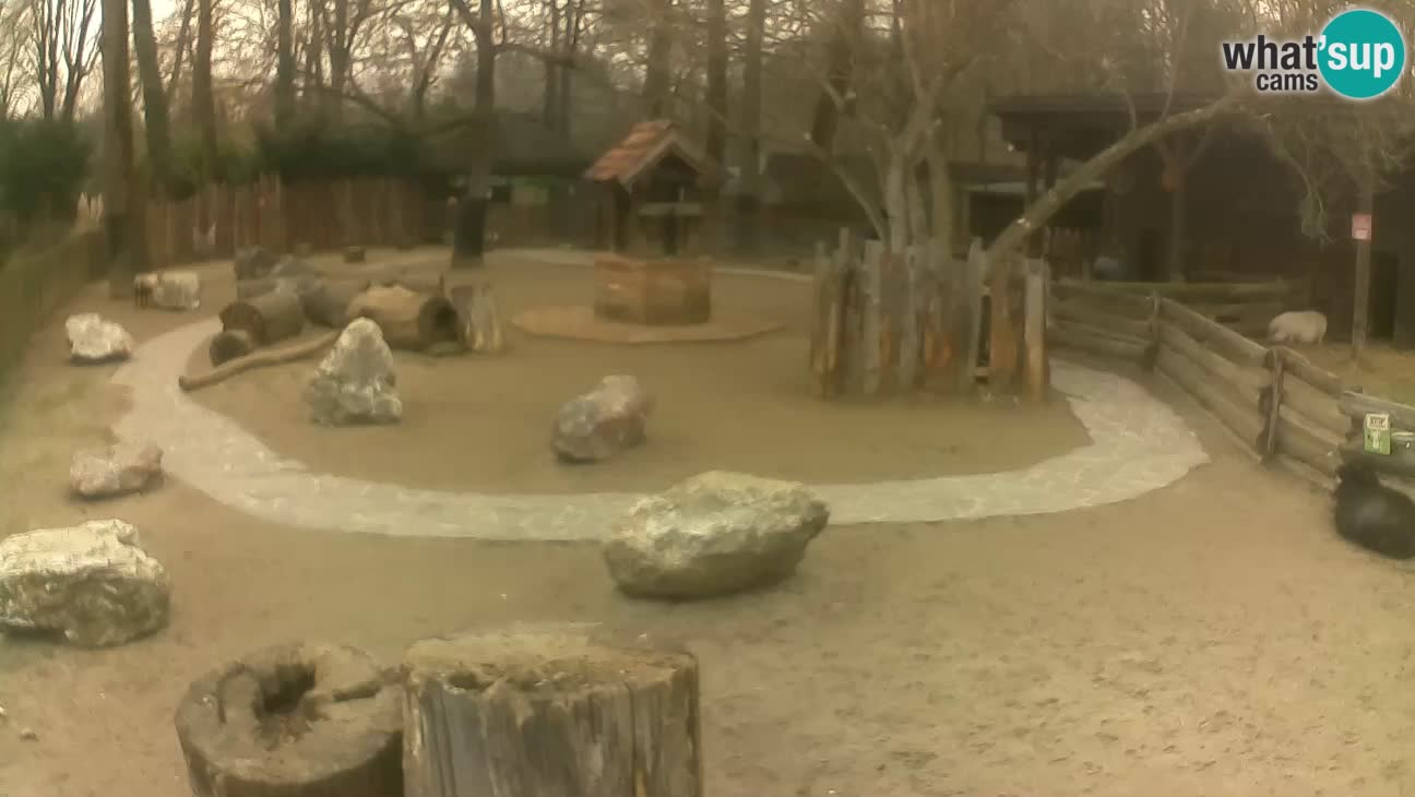 Zoo Zagreb – Rjava kapucinka