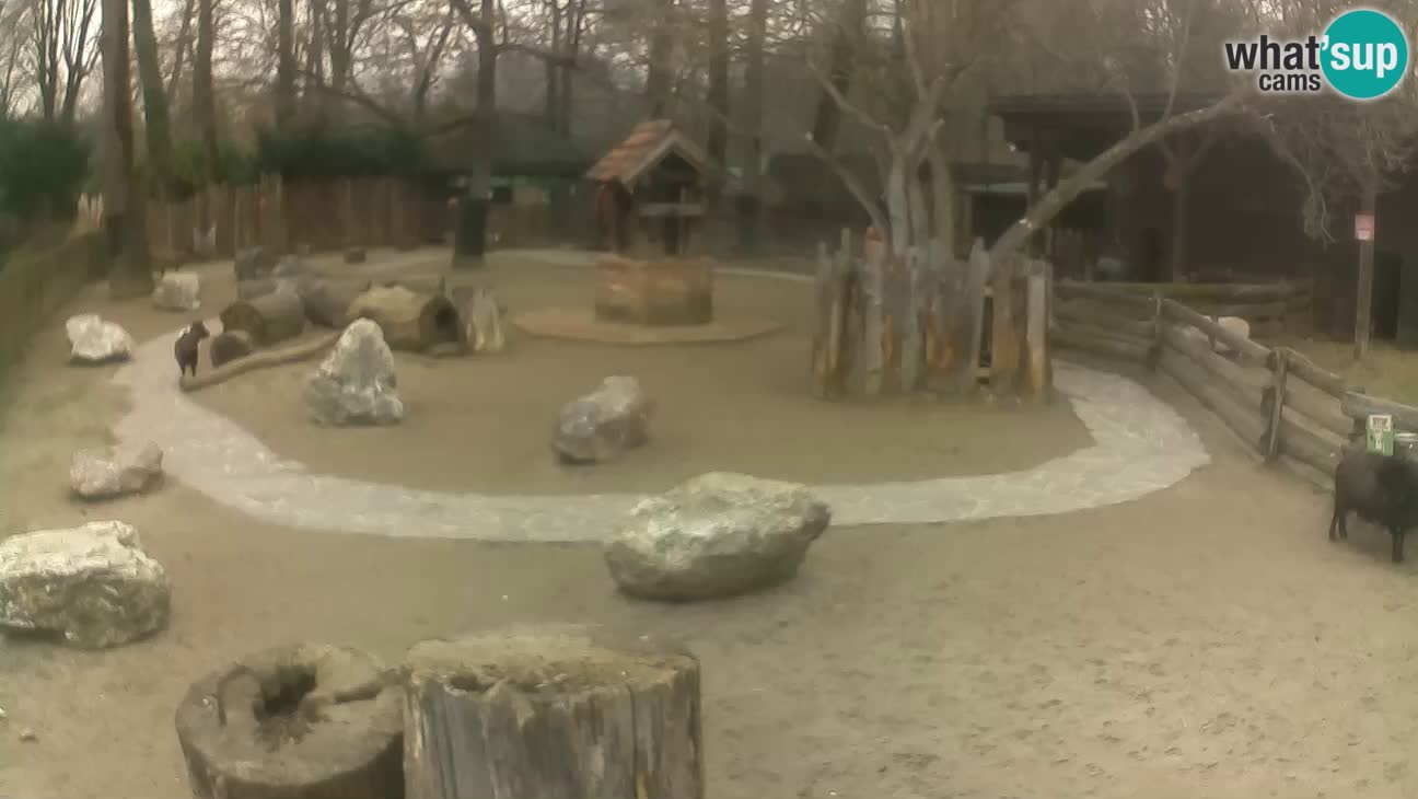 Zoo Zagreb – Cebus apella