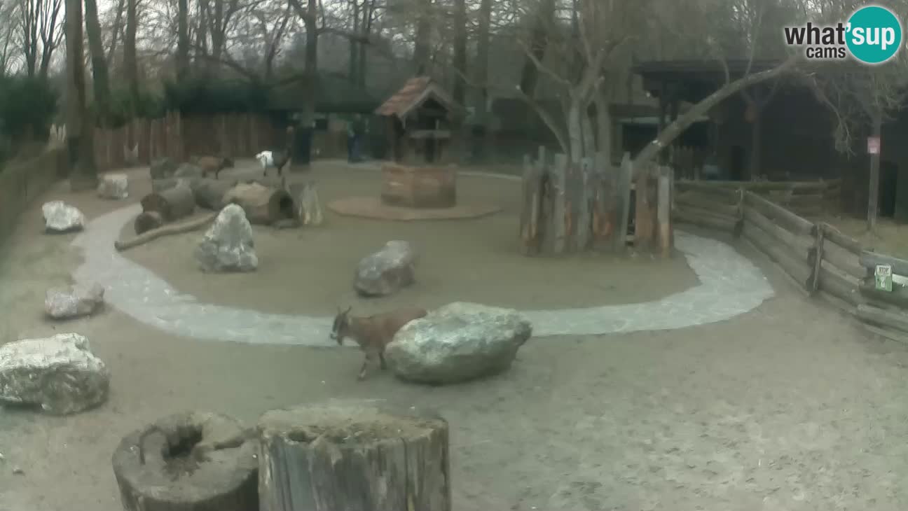 Zoo Zagreb –  Mono maicero