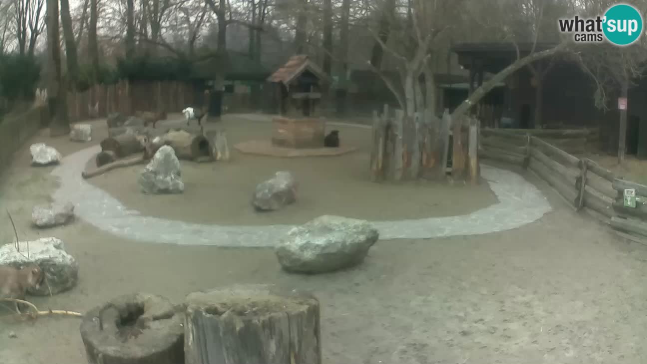 Zoo Zagreb –  Mono maicero