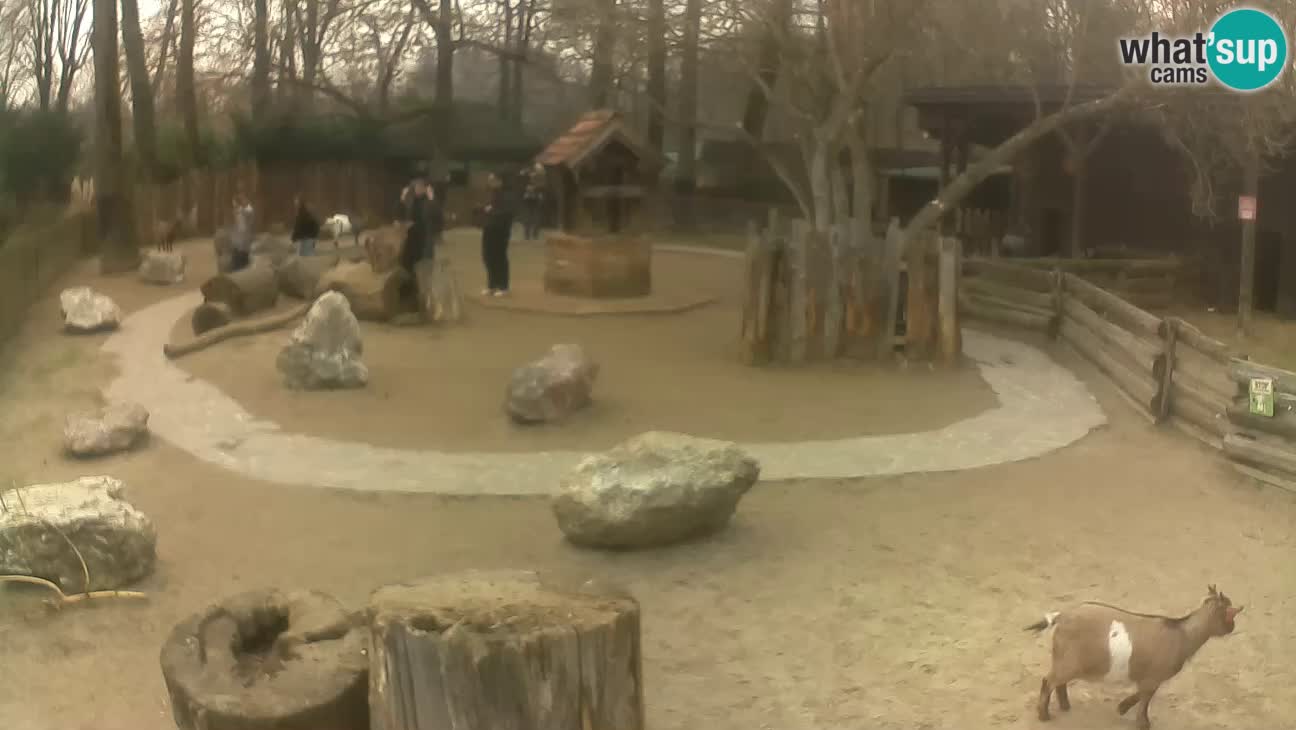 Zoo Zagreb – Rjava kapucinka