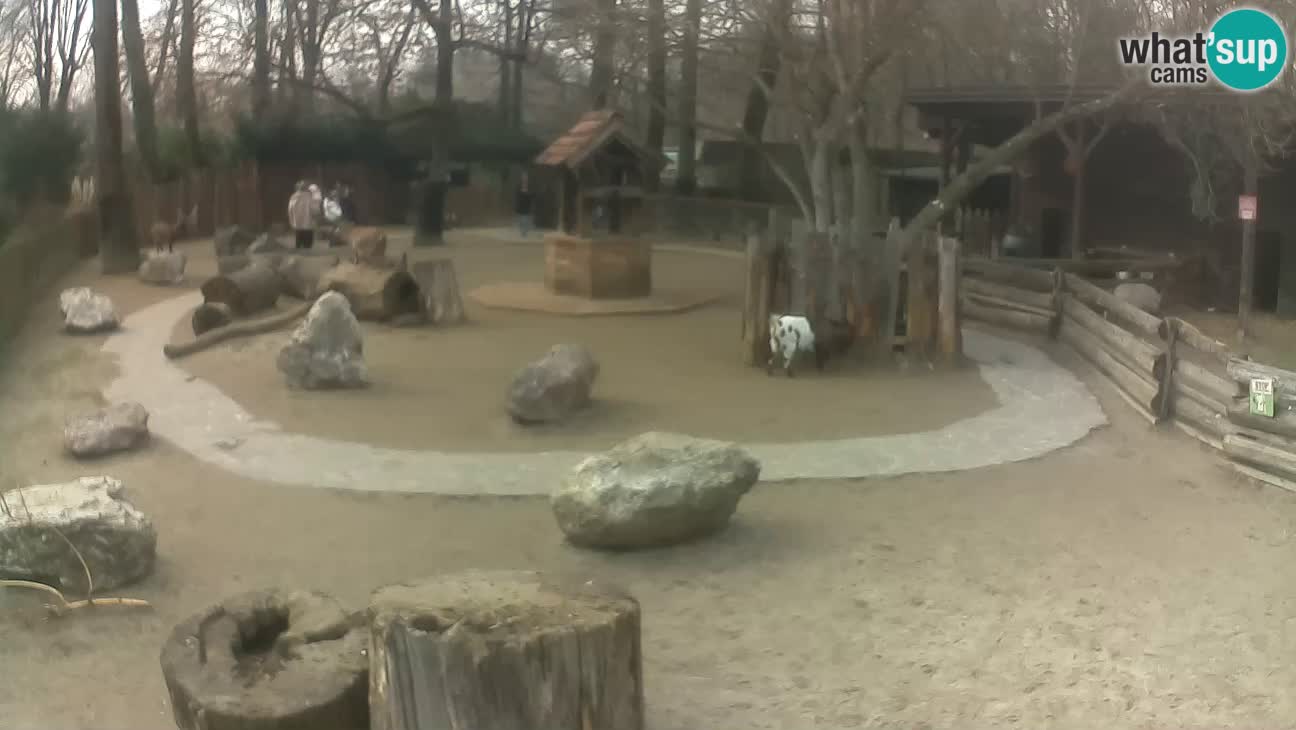 Zoo Zagreb – Cebus apella