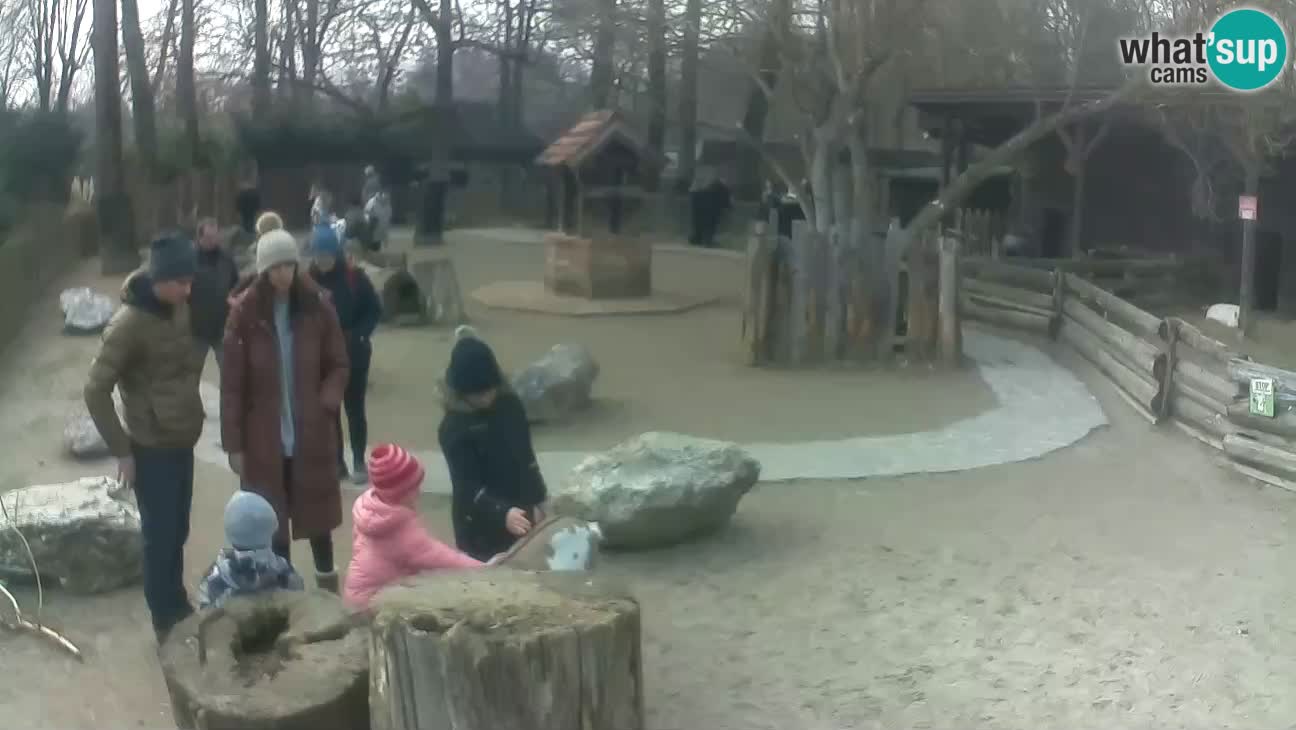 Zoo Zagreb – Rjava kapucinka