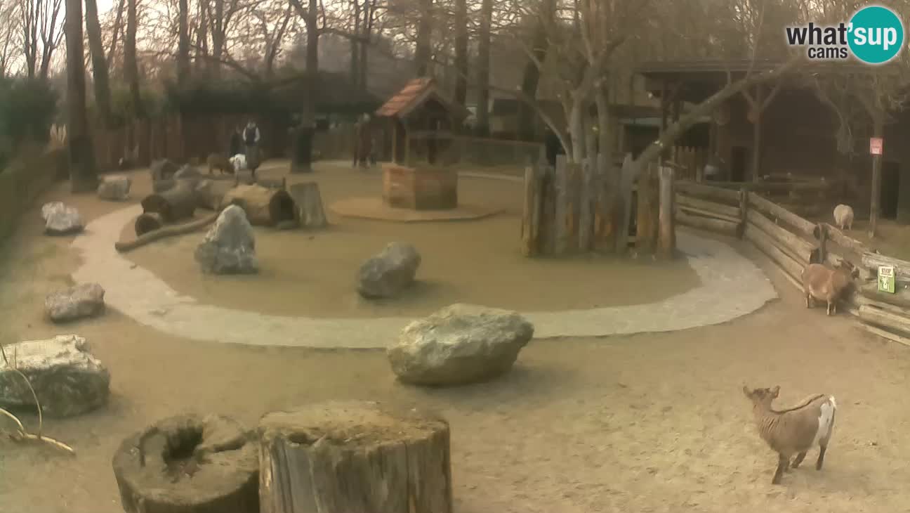 Zoo Zagreb – Rjava kapucinka