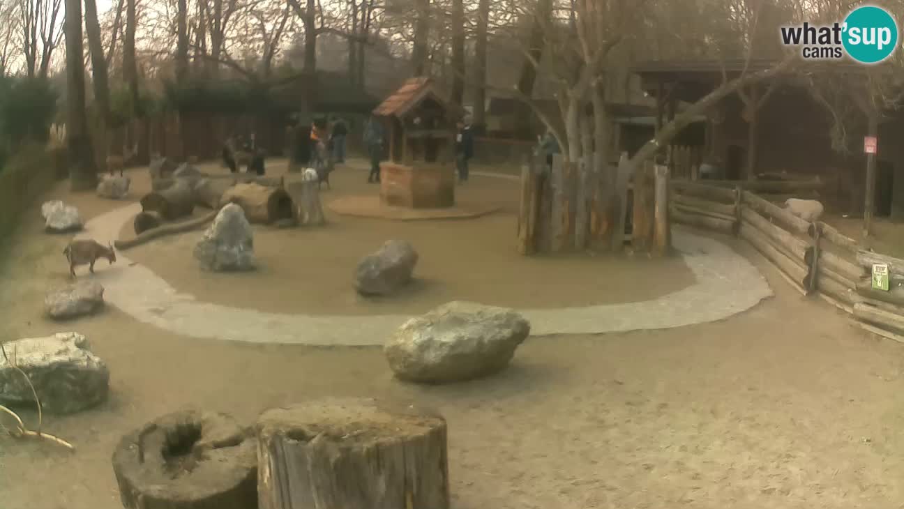 Zoo Zagreb – Rjava kapucinka