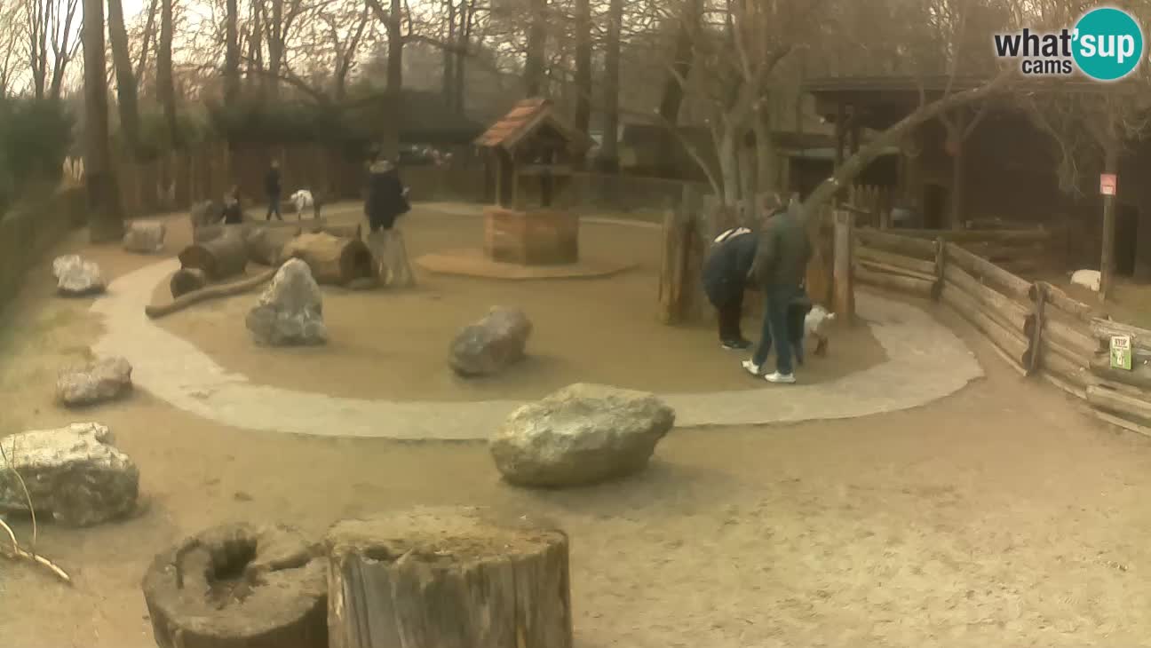 Zoo Zagreb – Rjava kapucinka