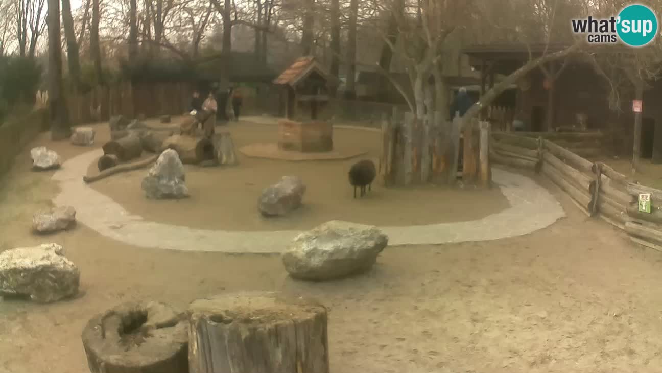 Zoo Zagreb –  Mono maicero