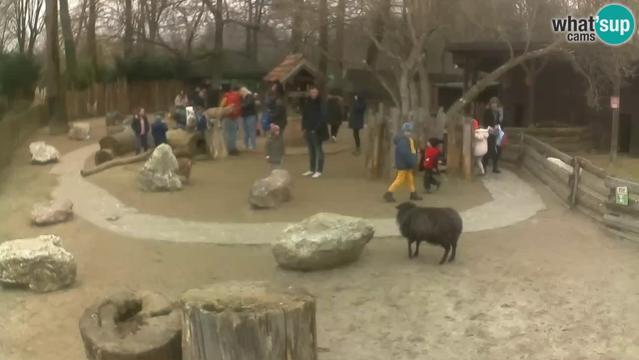 Zoo Zagreb – Cebo dai cornetti