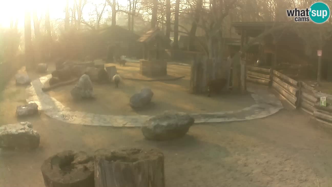 Zoo Zagreb – Rjava kapucinka