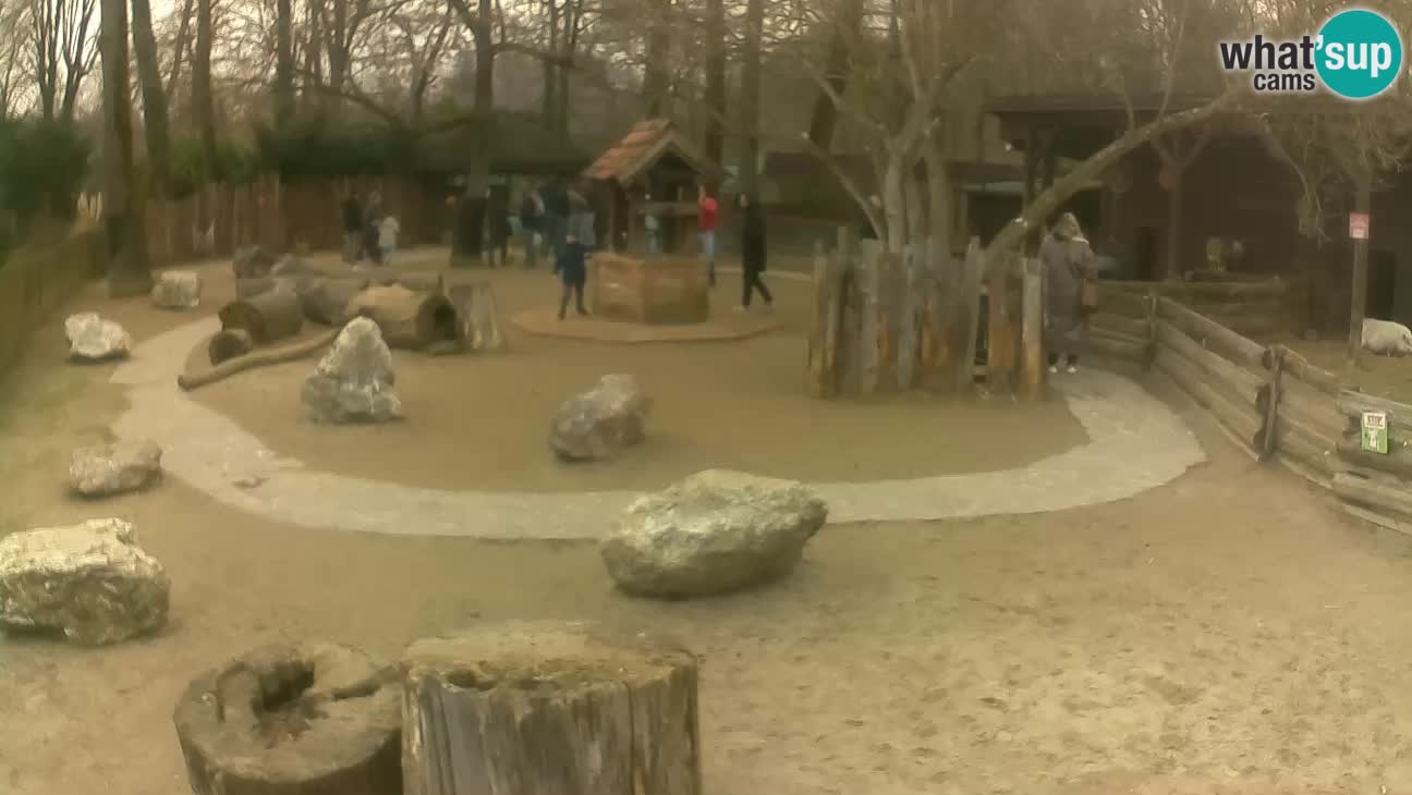 Zoo Zagreb – Rjava kapucinka