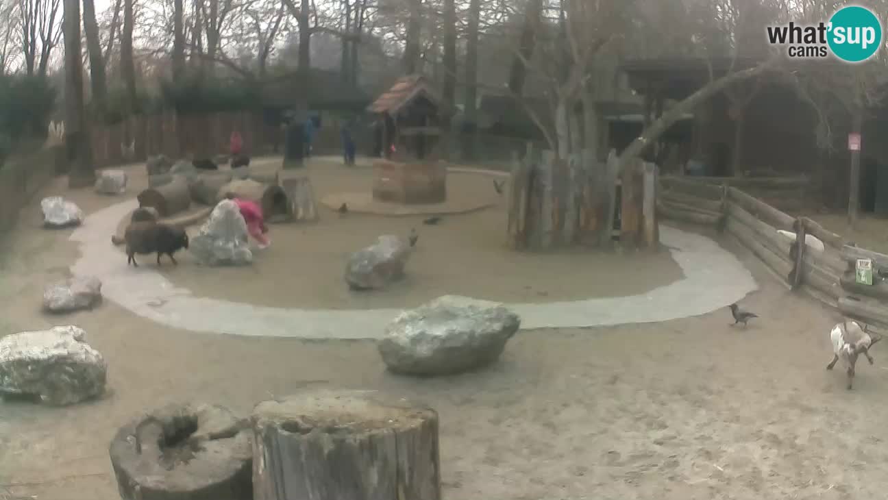 Zoo Zagreb – Rjava kapucinka