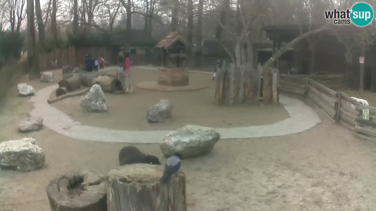 Zoo Zagreb – Cebus apella