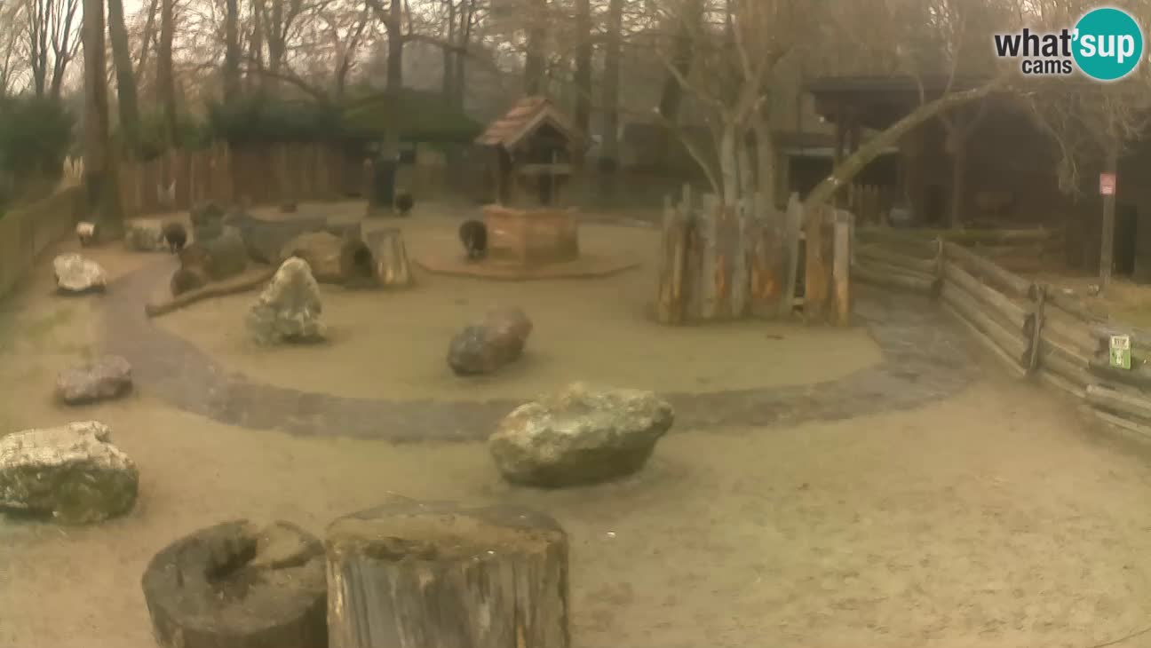 Zoo Zagreb – Rjava kapucinka