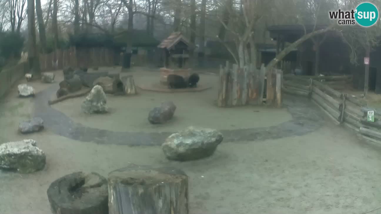 Zoo Zagreb – Haubenkapuziner