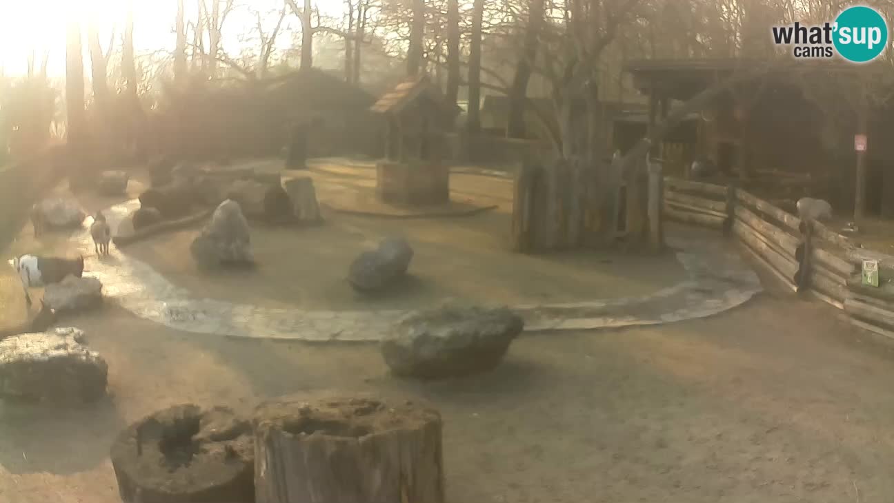 Zoo Zagreb –  Mono maicero