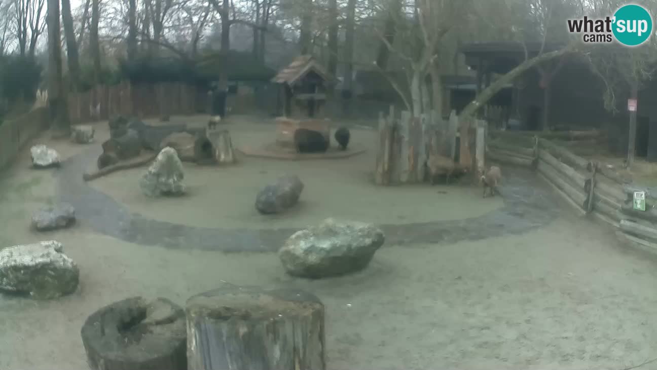 Zoo Zagreb – Cebus apella