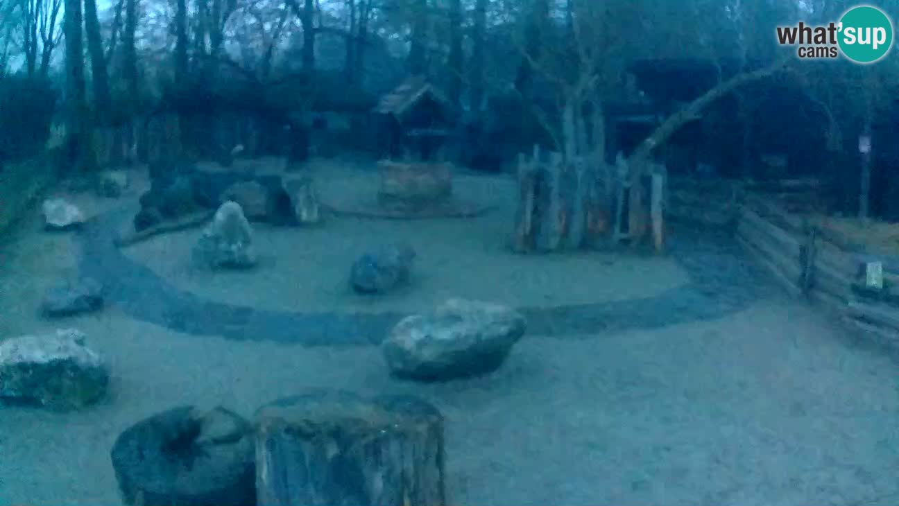 Zoo Zagreb – Haubenkapuziner