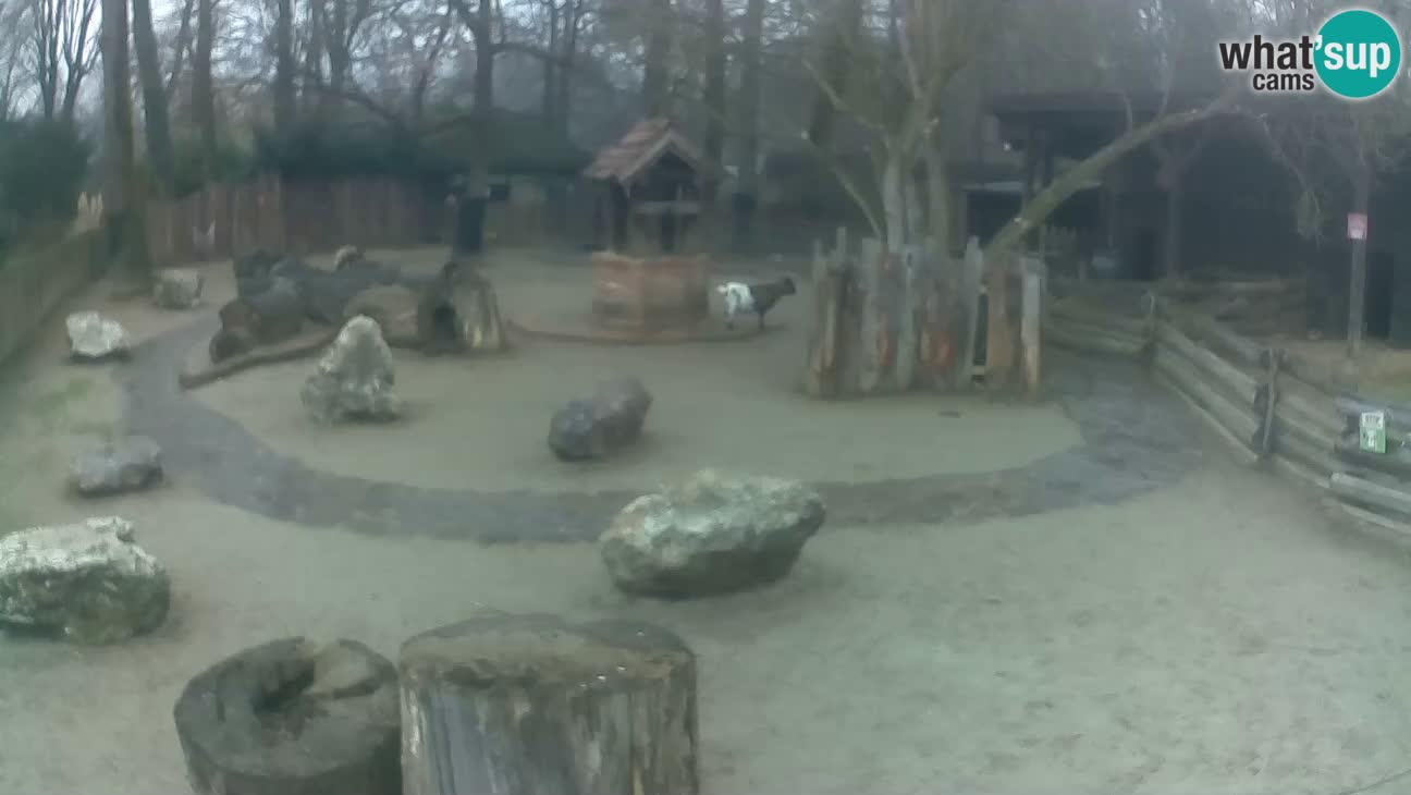 Zoo Zagreb – Haubenkapuziner