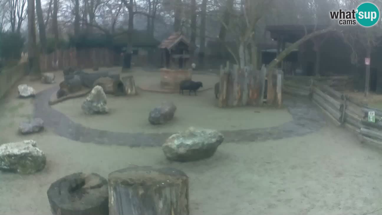 Zoo Zagreb – Haubenkapuziner