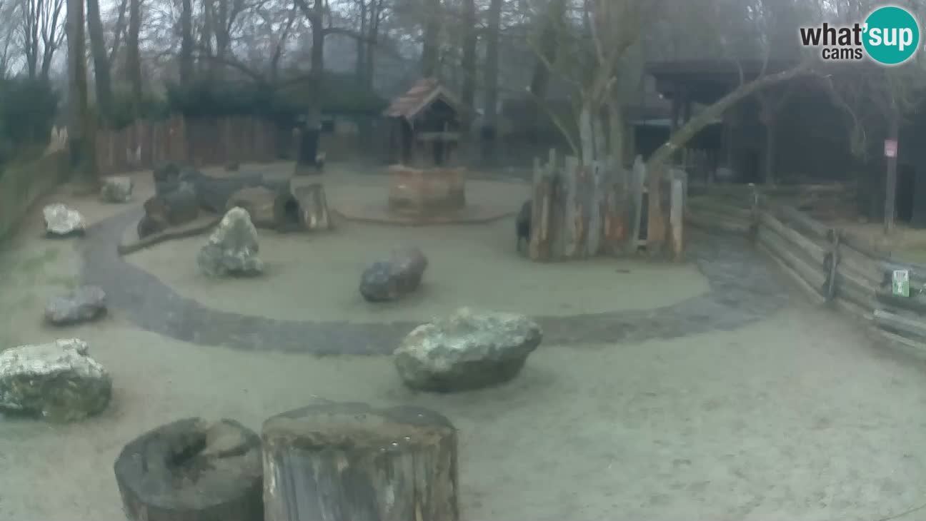 Zoo Zagreb – Rjava kapucinka