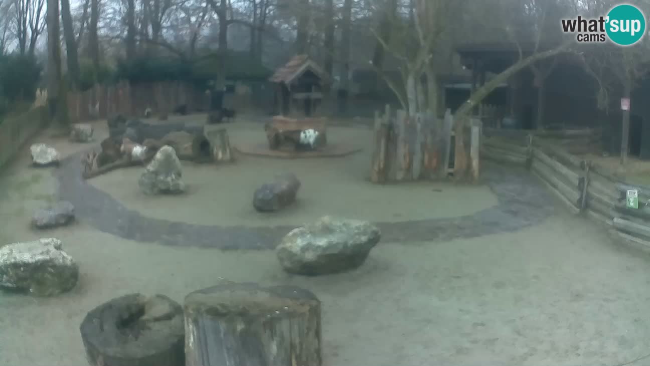 Zoo Zagreb – Cebo dai cornetti