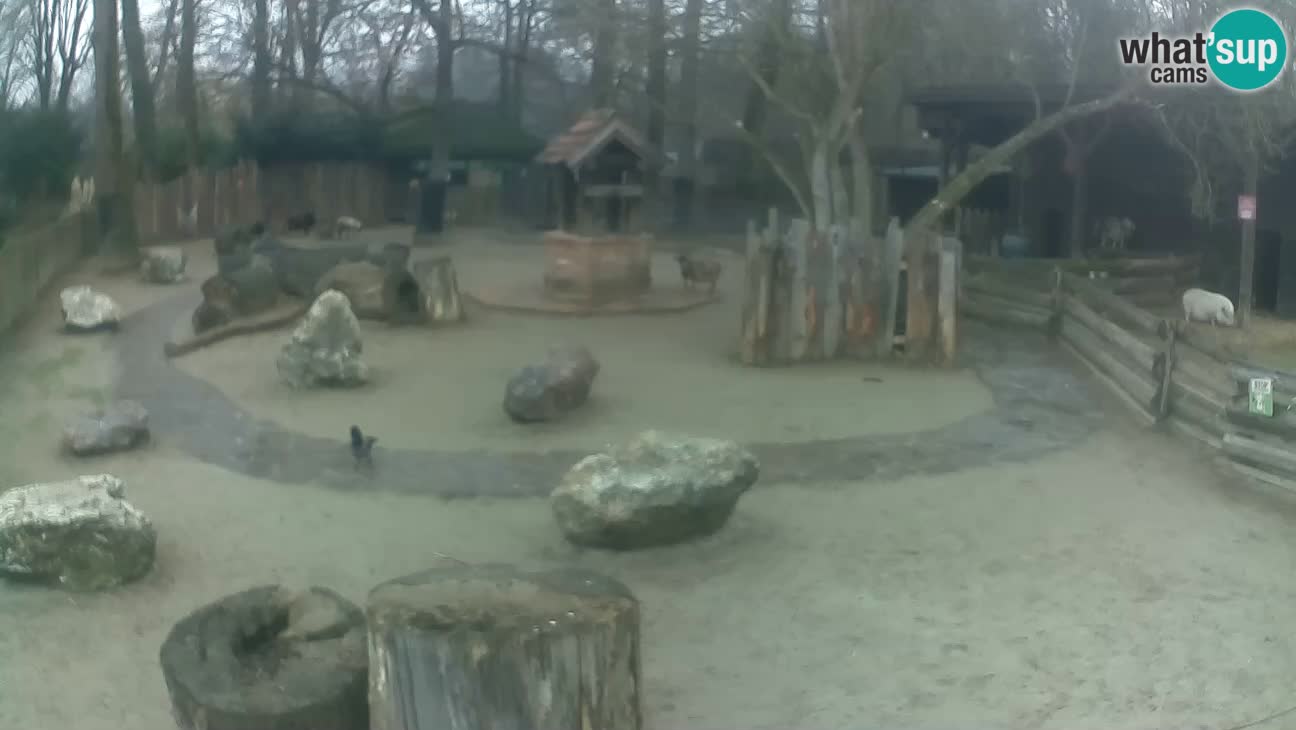 Zoo Zagreb – Haubenkapuziner