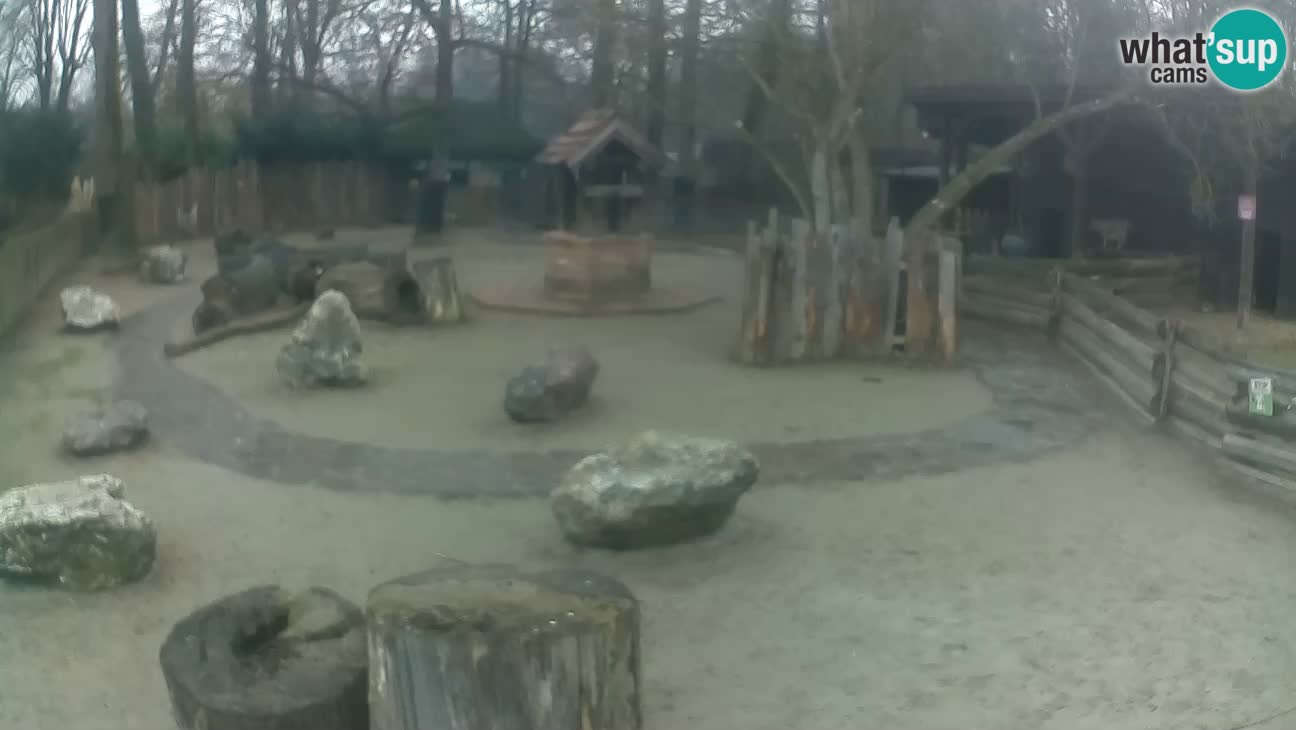 Zoo Zagreb – Haubenkapuziner