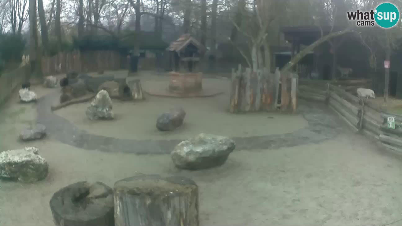 Zoo Zagreb – Rjava kapucinka