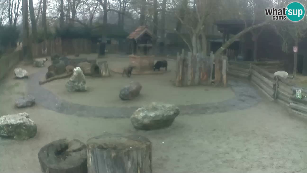 Zoo Zagreb – Cebus apella