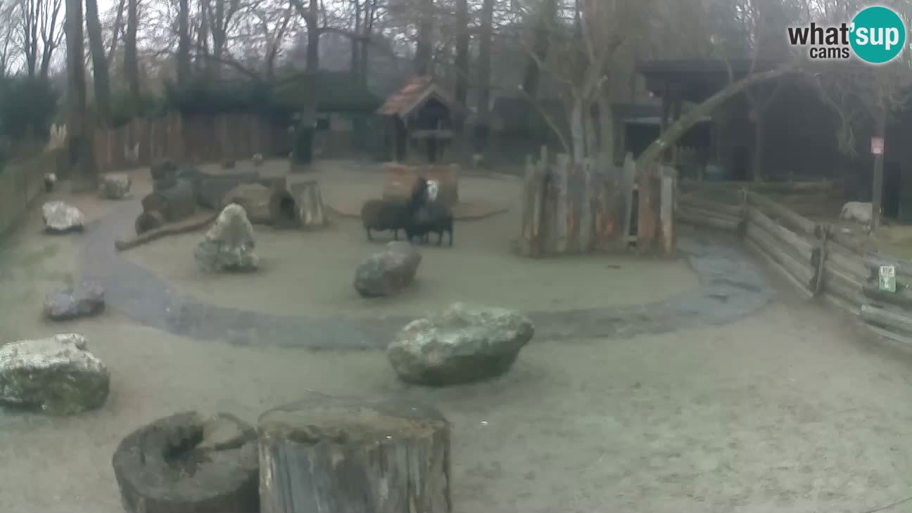 Zoo Zagreb – Cebus apella