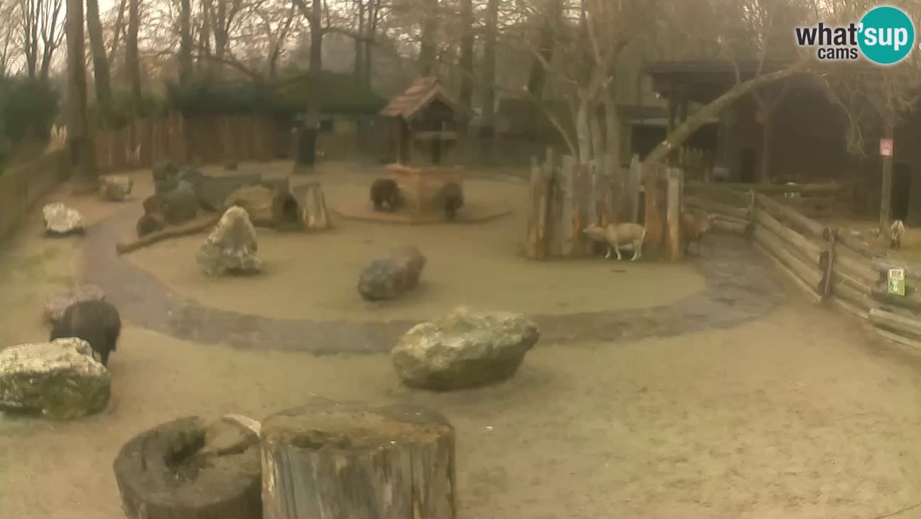 Zoo Zagreb –  Mono maicero