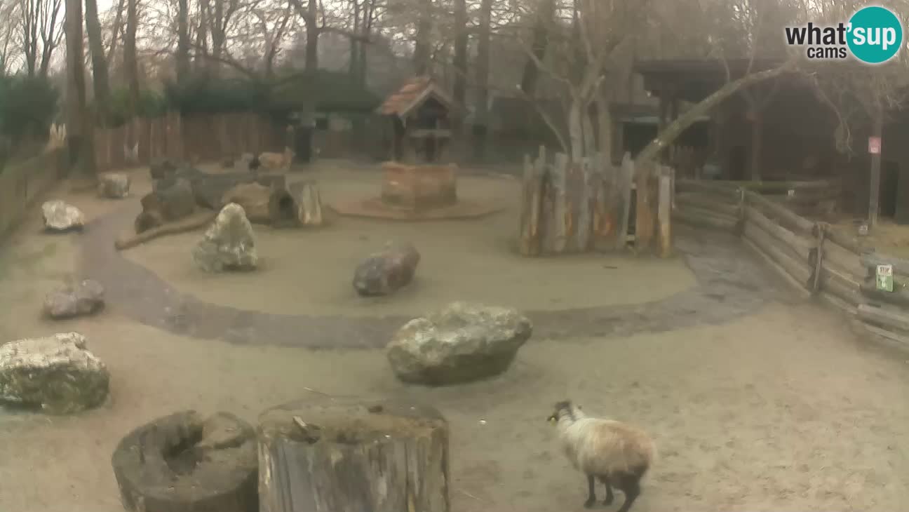 Zoo Zagreb – Haubenkapuziner