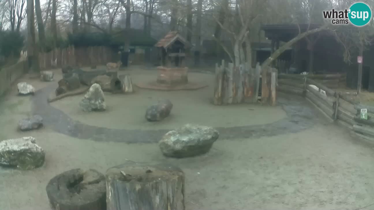 Zoo Zagreb – Cebus apella