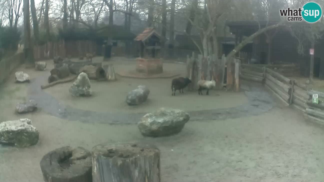 Zoo Zagreb – Haubenkapuziner