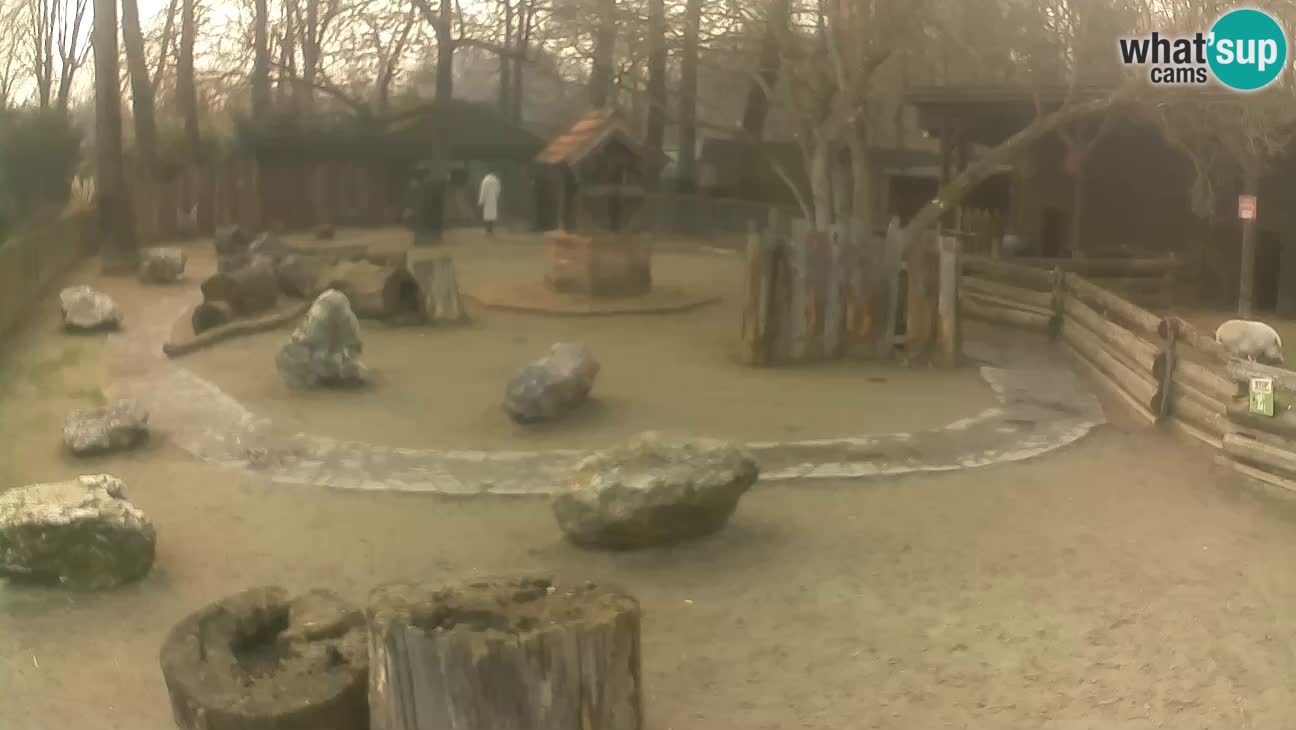 Zoo Zagreb –  Mono maicero