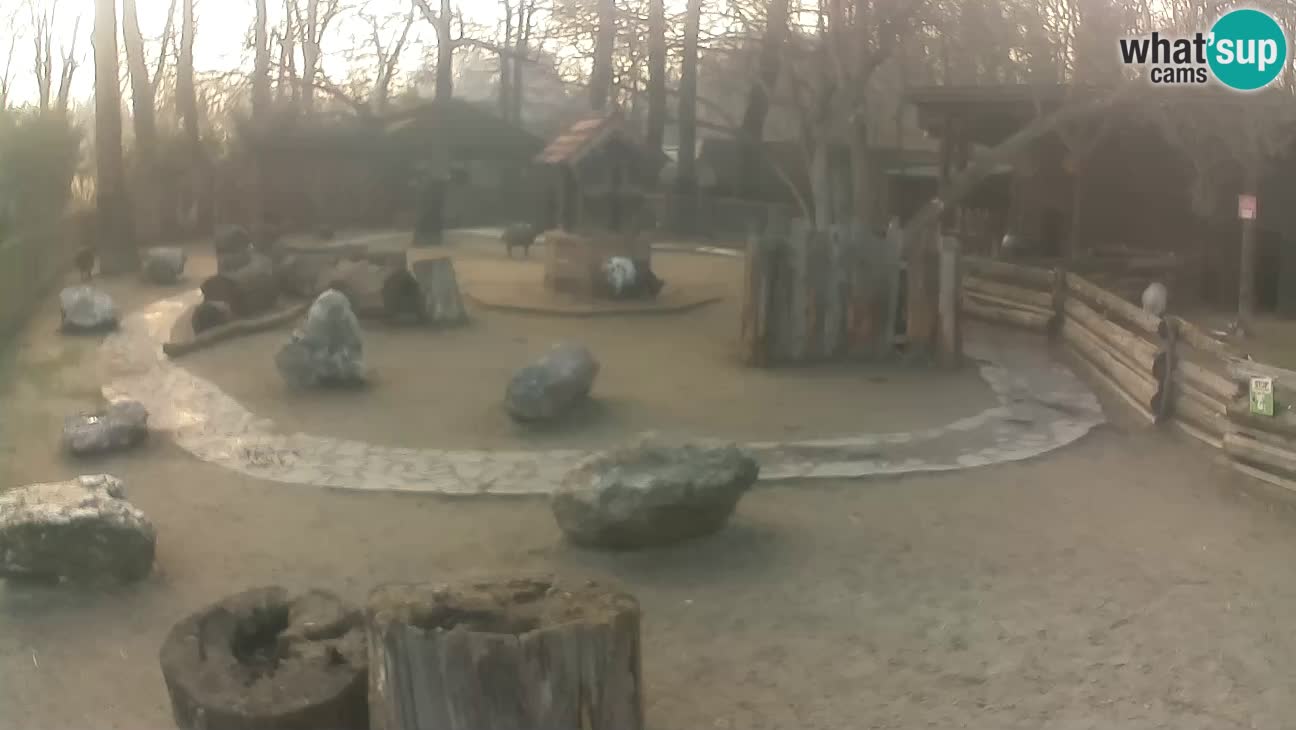 Zoo Zagreb – Haubenkapuziner